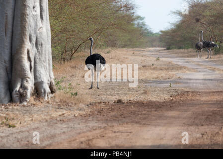 Gli struzzi si radunano lungo una delle vie che cross-cross Bandia riserva faunistica in Senegal, Africa occidentale Foto Stock