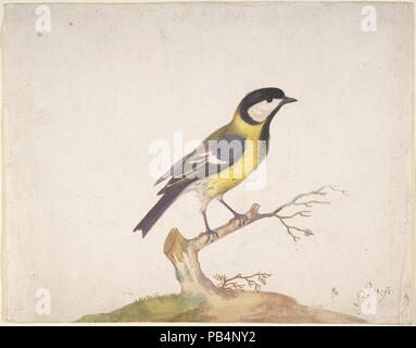 Un grande cincia (Parus major) appollaiato su un ramo. Artista: Pieter Withoos (Olandese, 1654-1693). Dimensioni: foglio: 9 1/4 x 7 3/8 in. (23,5 x 18,8 cm). Data: 1670-93. Museo: Metropolitan Museum of Art di New York, Stati Uniti d'America. Foto Stock