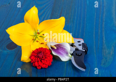 Tre fiori freschi dal giardino accanto a forbice su sfondo blu. Foto Stock