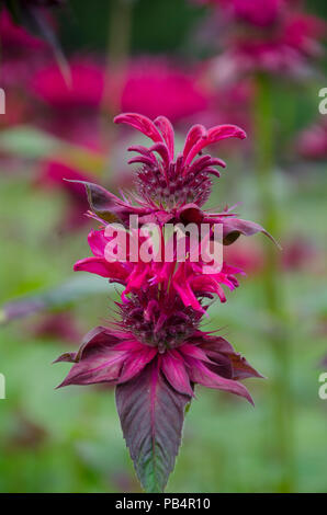 Un fiore di balsamo rosso lampone, monarda, nel giardino della comunità estiva, Maine, Stati Uniti Foto Stock