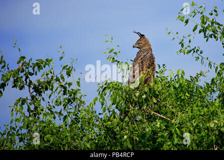 Modificabile Hawk-eagle - Spizaetus cirrhatus, bellissimo grande rapace dal governo dello Sri Lanka di boschi. Foto Stock