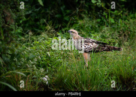 Modificabile Hawk-eagle - Spizaetus cirrhatus, bellissimo grande rapace dal governo dello Sri Lanka di boschi. Foto Stock