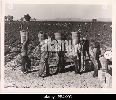 Il segnale di PEA raccoglitori allineati sul bordo del campo a pesare la Scala, vicino a Calipatria, Imperial Valley, California, febbraio. Artista: Dorothea Lange (American, 1895-1965). Stampante: la Biblioteca del Congresso. Data: 1939, stampati ca. 1972. Museo: Metropolitan Museum of Art di New York, Stati Uniti d'America. Foto Stock