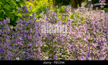 Allan Gardens è un bel posto per fare una pausa e perdersi nella bellezza naturale del verde a pochi passi dal centro della città Foto Stock