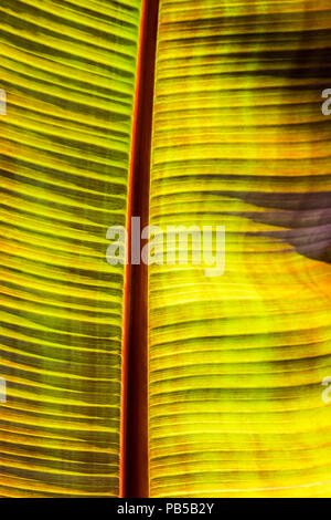 Luce del sole intensa illuminazione di foglie di una musa Santa Morelli impianto. Foto Stock