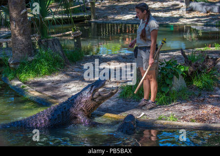 Donna che parla di alligatore a sant'Agostino Alligator Farm Zoological Park a St Augustine Florida Foto Stock