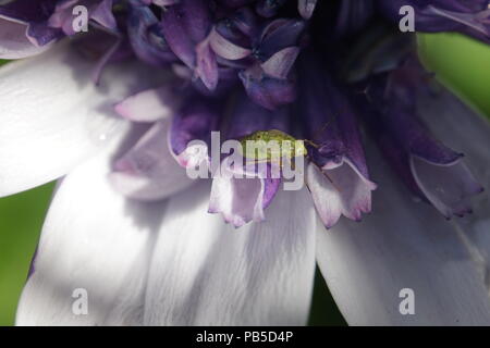 Close up di afidi su un viola daisy, Calgary, Alberta, Canada Foto Stock