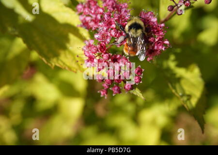 Il miele delle api in rosa fiori selvatici, lo Zoo di Calgary, Calgary, Alberta, Canada Foto Stock