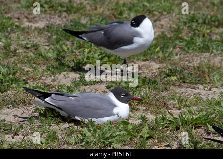 Due gabbiani sano riposo insieme nell'erba al largo della costa della Carolina del Nord Foto Stock