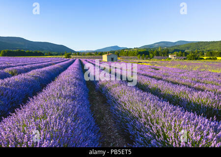 Trasognata fioritura lavanda paesaggio nei pressi di Sault, Provenza, Francia, luce morbida di sera Foto Stock