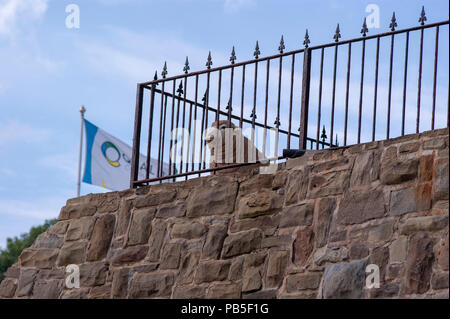 Robin cappe baia vicino a Whitby North Yorkshire pecore dietro una recinzione Foto Stock