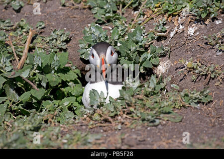 Puffin Fratercula arctica emergenti da burrow farne Islands Northumberland REGNO UNITO Foto Stock