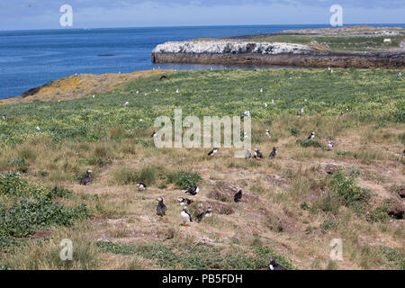 La colonia dei puffini farne Islands Foto Stock