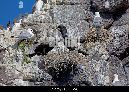 Il marangone dal ciuffo con pulcini nidi su sperone di roccia Isola di fiocco farne isola Northumberland REGNO UNITO Foto Stock