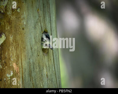 Picchio in foro albero Foto Stock