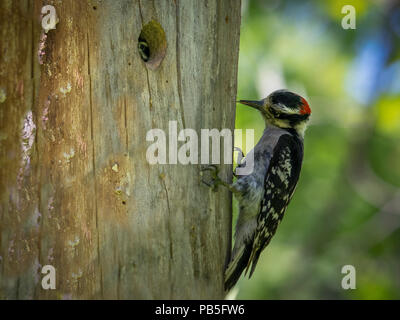 Picchio in foro albero Foto Stock