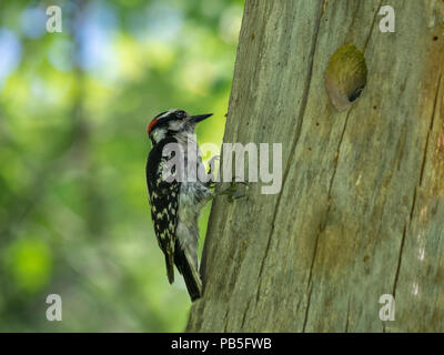 Picchio in foro albero Foto Stock