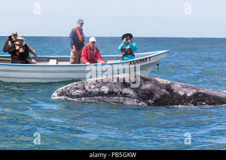 Adulto California balena grigia, Eschritius robustus, con turisti in San Ignacio Laguna, Baja California Sur, Messico. Foto Stock