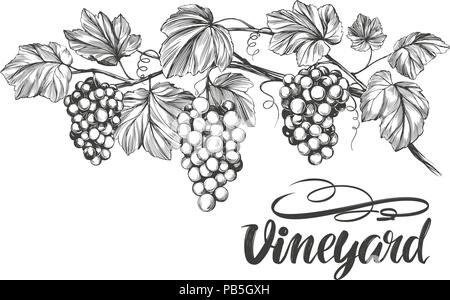 Vitigno, uva, calligrafia testo disegnati a mano illustrazione vettoriale disegno realistico Illustrazione Vettoriale