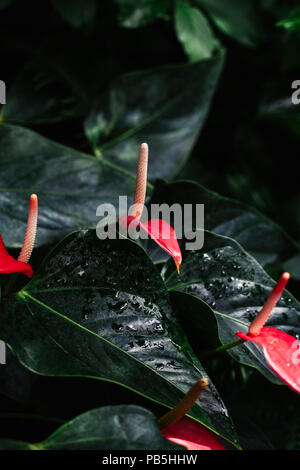 Macro Closeup colpo di pochi molti fiori rossi anthurium con foglie di colore verde scuro e le gocce di acqua su di esso. Naturale organico testurizzata sfondo. Foto Stock