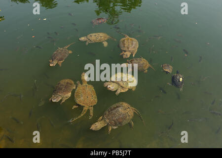 Scattare le tartarughe, Chelydra serpentina, rosso-eared cursori e il fiume cooter (e Bluegills, Lepomis macrochirus), Maryland Foto Stock