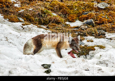 Arctic fox, Vulpes lagopus, with summer fur and dead bird as a prey, Alkhornet,  Svalbard or Spitsbergen, Europe Foto Stock