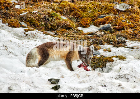 Volpe Artica, Vulpes lagopus, con estate pelliccia e uccello morto come una preda, Alkhornet, Svalbard o Spitsbergen, Europa Foto Stock