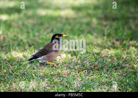 Maui, Hawaii. Myna comune, Acridotheres tristis camminando sulla terra. Foto Stock