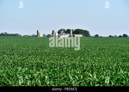 Virgilio, Illinois, Stati Uniti d'America. Un raggruppamento di fienili, Silos e capannoni circondata da un ampio raccolto di mais su un northeastern Illinois. Foto Stock