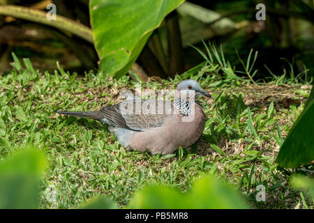 Maui, Hawaii. Colomba punteggiata, Spilopelia chinensis in appoggio sul terreno. Foto Stock