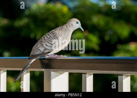 Maui, Hawaii. Zebra colomba; Geopelia striata seduto su una ringhiera. Foto Stock