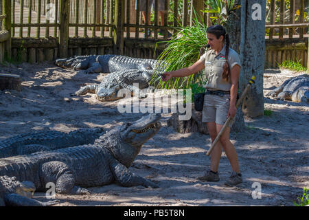 Donna che parla di alligatore a sant'Agostino Alligator Farm Zoological Park a St Augustine Florida Foto Stock