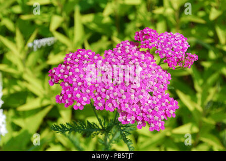 Rosa in fiore achillea fiori che sbocciano. Foto Stock