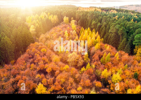 Autunno foresta con alberi colorati e foglie da sopra preso durante il fuco volo come sfondo e template Foto Stock