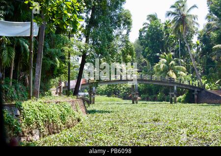 Scenic paesaggio rurale in Kerala (India) vicino a Kochi: backwaters canal ricoperta di verde lussureggiante di piante acquatiche, enormi palme e un ponte Foto Stock