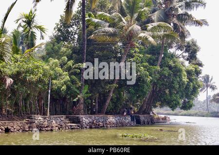 Isola della Scenic backwaters nelle zone rurali del Kerala (India), con alberi di palma tropicali, la natura incontaminata e piante acquatiche e di una via navigabile che conduce a Kochi Foto Stock