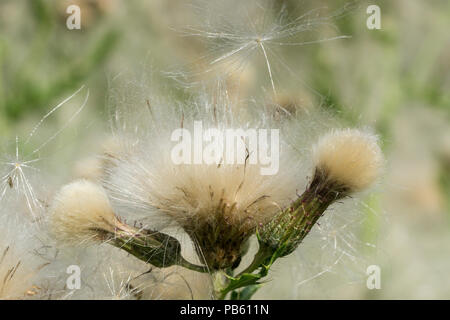 Teste di seme Marsh thistle Foto Stock