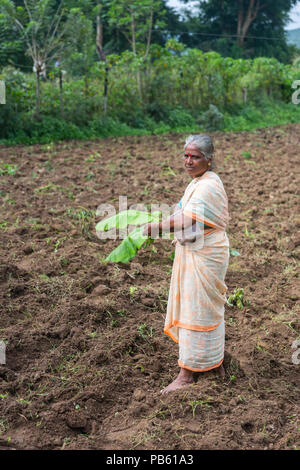 Naralapura, Karnataka, India - 1 Novembre 2013: vecchi ingrigimento donna in beige arancione sari sorge su appena arati campo marrone verde con piante di banana Foto Stock