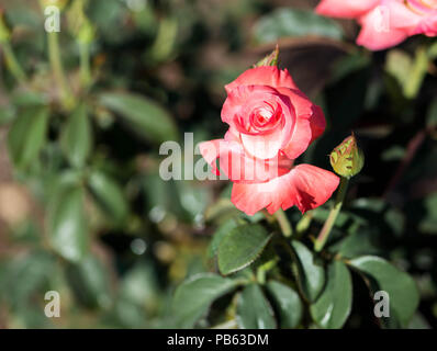 Unico peach colore rosa in un giardino blooming Foto Stock