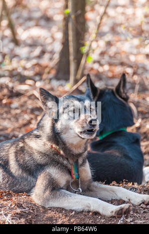 Diversi e husky malamute cani in attesa prima di sleddog racing in un ambiente di verde nella foresta. Foto Stock