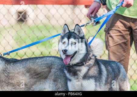 Ritratto di un malamute cane al guinzaglio mentre si camminava in un ambiente di verde. Foto Stock