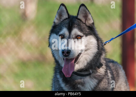 Ritratto di un malamute cane al guinzaglio mentre si camminava in un ambiente di verde. Foto Stock