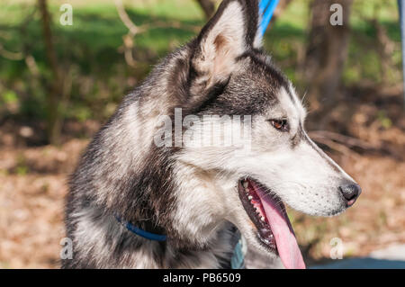 Ritratto di un malamute cane al guinzaglio mentre si camminava in un ambiente di verde. Foto Stock