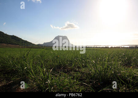 Una canna da zucchero campo con molto giovani piante di fronte al Le Morne Brabant penisola e la zona lagunare circostante alla punta sud-occidentale di Mauritius Foto Stock