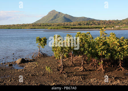 Mangrovie intorno al Le Morne Brabant penisola e la zona lagunare circostante alla punta sud-occidentale di Mauritius Foto Stock