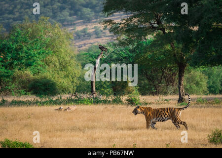 Una splendida tigre e rosso avvoltoio con testa in un bellissimo sfondo verde anche in colline di sfondo a Ranthmbore Parco Nazionale Foto Stock