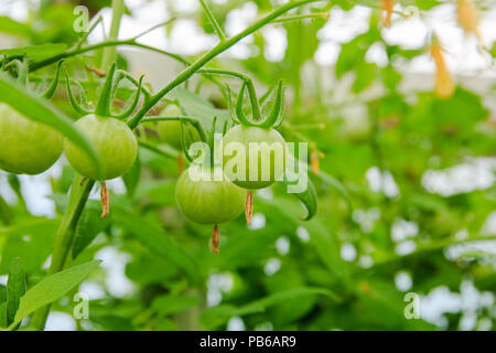 Pomodori verdi maturano su una boccola in una serra Foto Stock