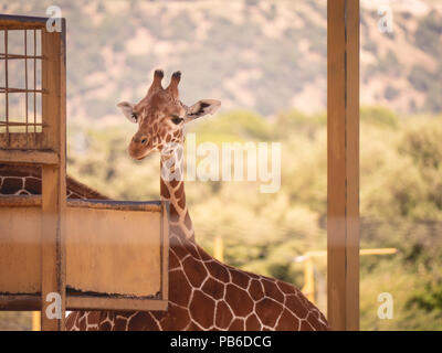 La giraffa in cattività guardando la fotocamera Foto Stock