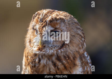 Close up ritratto di un Allocco (Strix aluco) presso il British Centro faunistico, Lingfield,Surrey in Inghilterra, Regno Unito Foto Stock