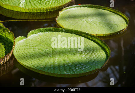 Gigante santa cruz ninfee in uno stagno Foto Stock